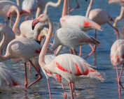 Flamenco Flamingos