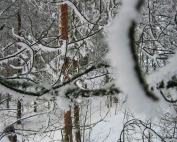 Snowflakes