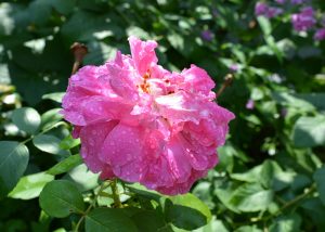 The Last Rose of Summer